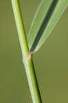 Japanese bristlegrass